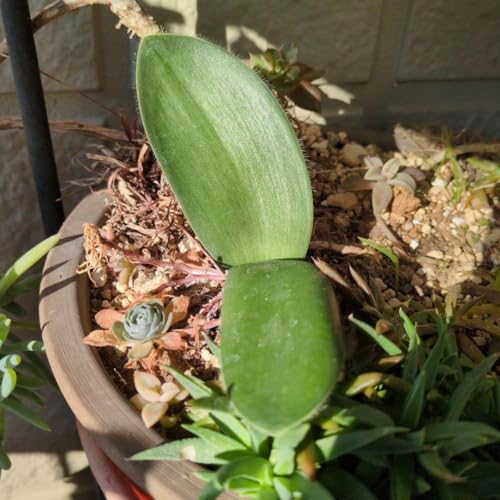 観葉植物 マユハケオモト」の人気商品一覧 | 安い商品を通販サイトから